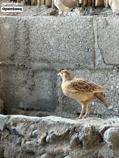 زوج صفرد باكستاني 2