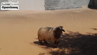 خروف وطني الله يبارك عمره ف7شهور سليم من العيوب والامراض 3