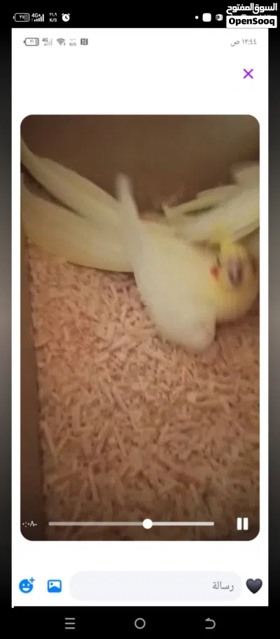 عصافير كوكتيل للبيع 2
