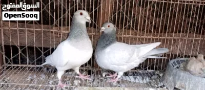 كوبية زاجل ايس 2