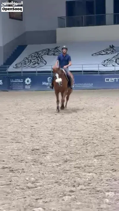 Horse for sale 3