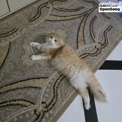قط شيرازي نظيف ومؤدب 2