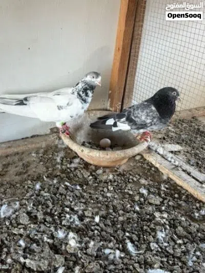 حمام باكستاني 3