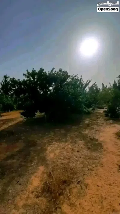 هكتار للبيع ف بير التركي بالقرب من مشتل المزوغي ومسجد الزوبيك 2