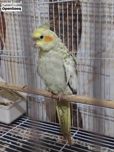 ببغاء كوكتيل زوج النثيه نص الافه والفحل وحشي 3