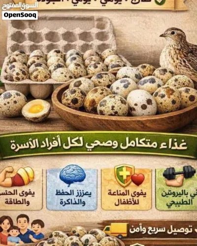 طيور السمان الغني عن التعريف فيه فوائد واحجام ماشاءالله نضام الطيبات بيضات مضمون حاجه ضخمه 4