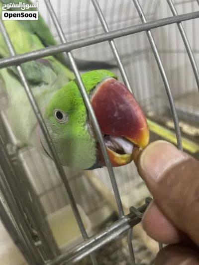 جوز كساندرا منتج وتليف 3