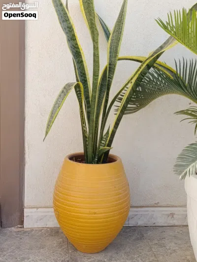 تشكيله غرس زينه داخلي و خارجي 3