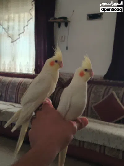 زوج كوكتيل شكريات عيون حمر اليفات طينة 4