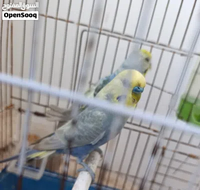 كوبية بقلينو رينبو مصوقرة 2