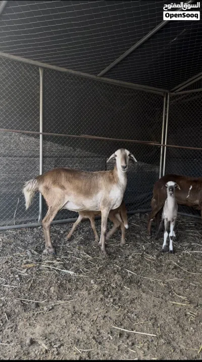 للبيع جعد تهجين سوداني فول سمنه وخالي ممن العذاريب 2