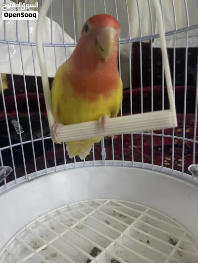 حيوان روز أنثى 2