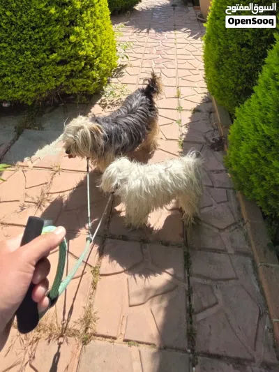 كلب عدد 2 dog 2