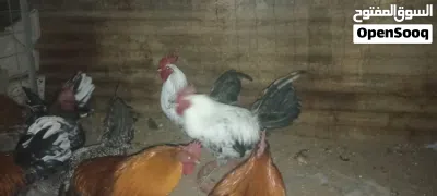 فراريج ربي يبارك عز ماتكسب ويمشوا لتكسيب 4