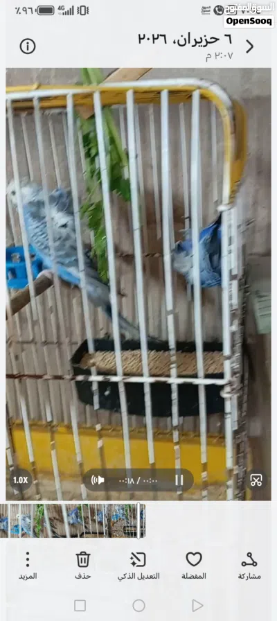 جوزين حب هوقو رومو للبيع بسعر حرق 3