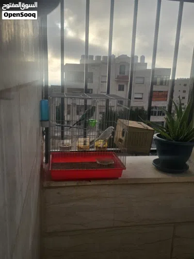 عصافير حب للبيع 2