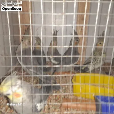 7حبات كوكتيل للبيع 3