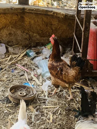 دجاجه وديج حلوات خشنات مال بيت سعرهن 35 الف مكاني بصره شط ألعرب الكباسي 4