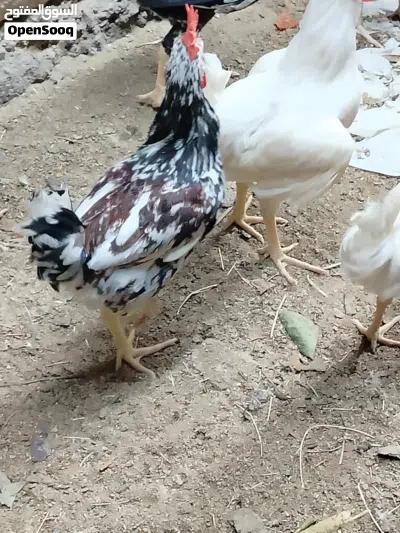 5 ديوجه للبيع 2