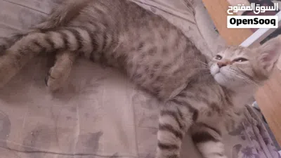 قطط اليفة للبيع 2