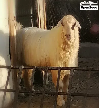 فحل من حلال الجبل الأخضر الأصيل 2