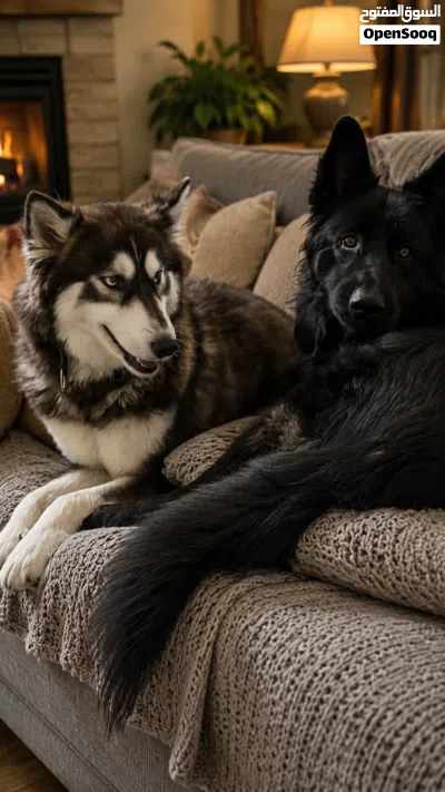 Dogs for sale 4
