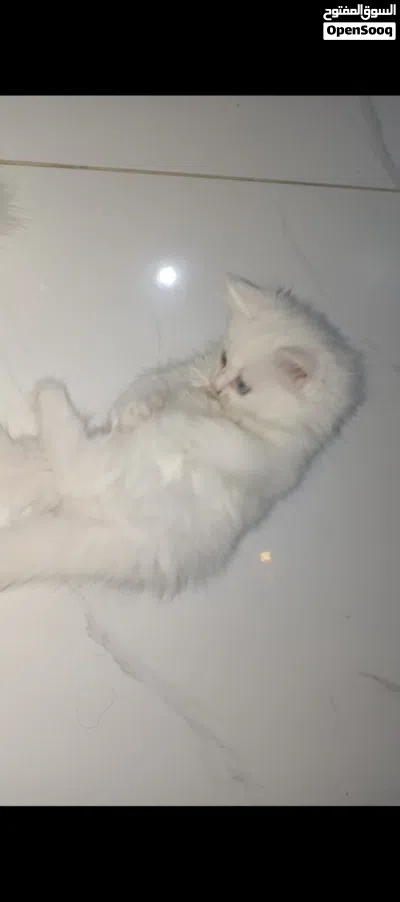 قطط شيرازي للبيع 4