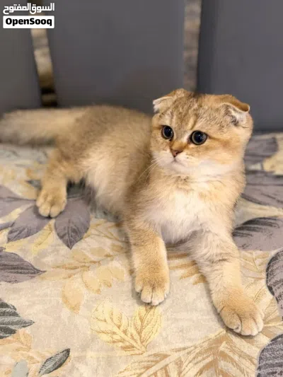 Scottish fold kitten 2