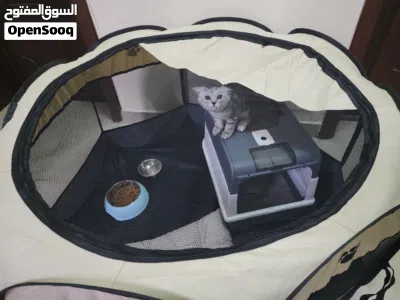 للبيع قط صغير أليف مع كامل مستلزماته 4
