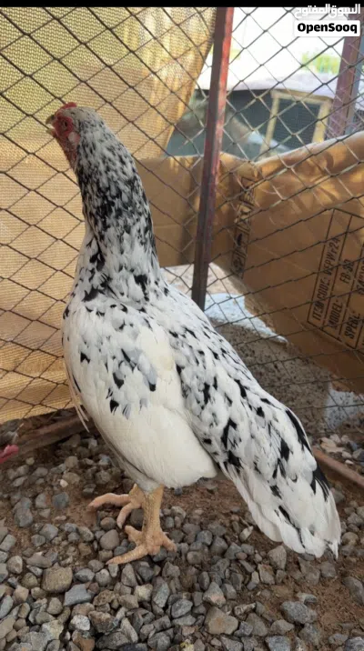للبيع دياكه تايلندي و باكستاني 4