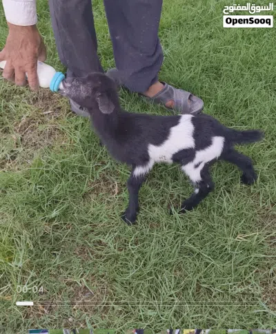 pqme goat for sale 2