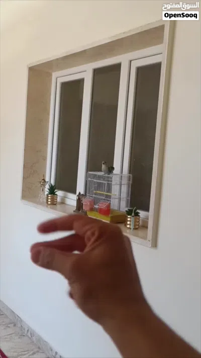 روز ترويض فل 2