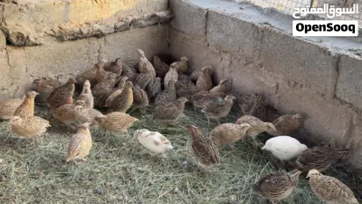 للبيع طيور سمان بالجملة 2