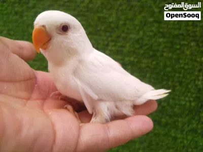 بركديلو البينو عين حمراء بجميع ملحقته 3