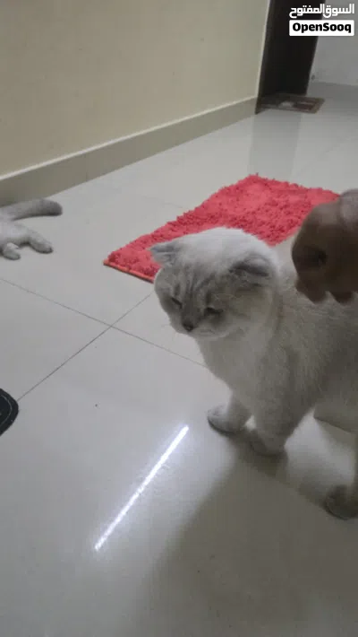 Scottish pair very nice friendly and kids-loving cats 3