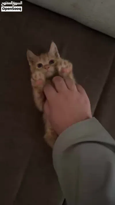 انثى سكوتش ستريت مكس مع اطفالها للتبني 4
