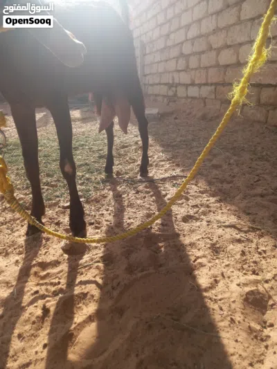 عنز مبدلتش امهجنا عل القبرصي جابت جدي ومات في عمرشهرين عنز حليب كل يوم لتر 3