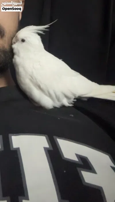 ببغاء كوكتيل لون ابيض أليف جداً ولعوب 2