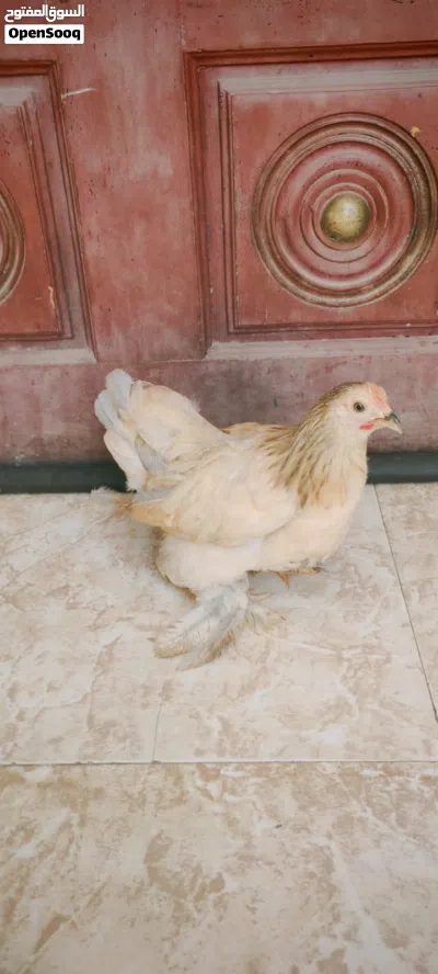 دجاج الكوشن القزم 3