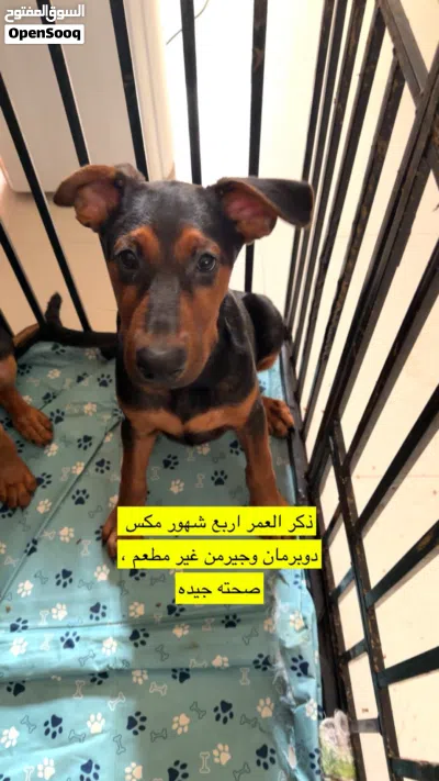 كلبين ذكر وأنثى لتبنيfor adoption German xdo 3