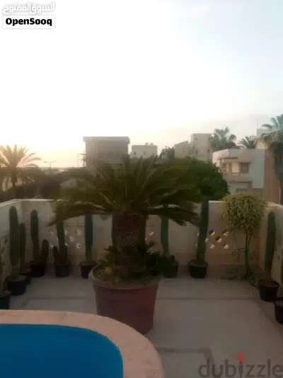 مجموعه من الصبارات النادره للبيع 3