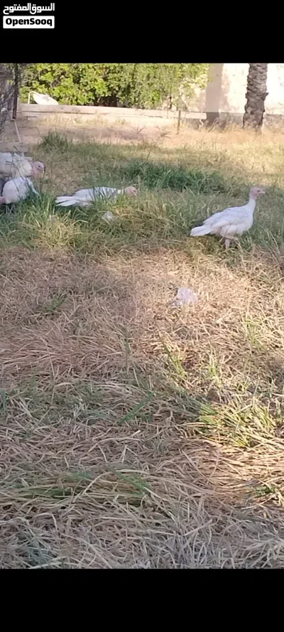 ديك رومي ابيض 2