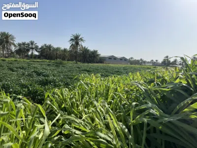 يتوفر لدينا افضل نوع بونكام و يتوفر لدينا لوبيا 3