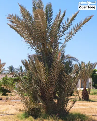 اشجار نخيل للبيع 3