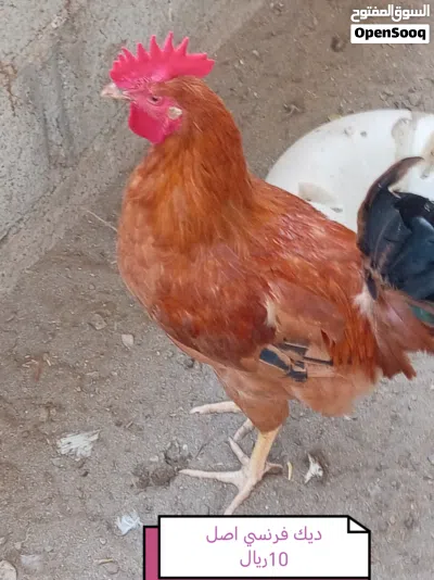 ديك للبيع فرنسي اصلي 2