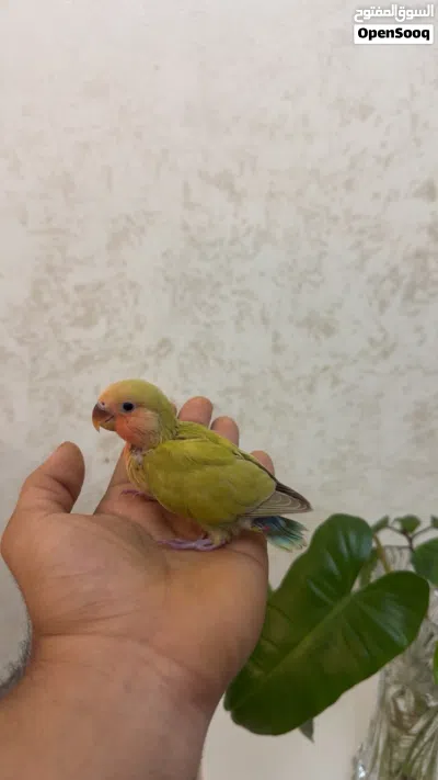 فرخ روز للبيع 2