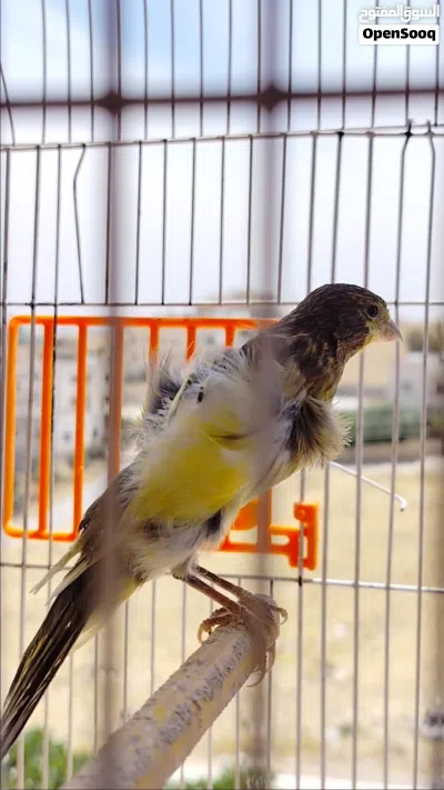 كنار بندوق حبشي شمالي جنوبي بالصلاة على النبي 3