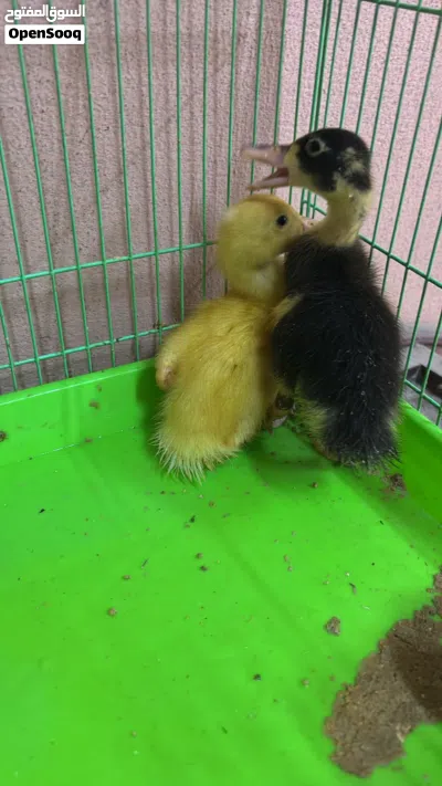 بطتين للبيع صفره و الثانيه صفره على سوده 3