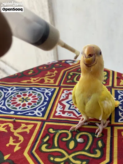 فرخ اورنج عين حمره لفه تامه للبيع مروض اموره تمام معاش مزاله هلبااا ويبده يطير 3