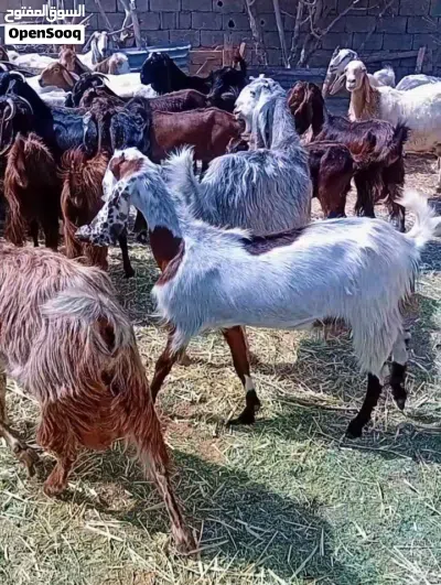 معيز تبارك الله 2